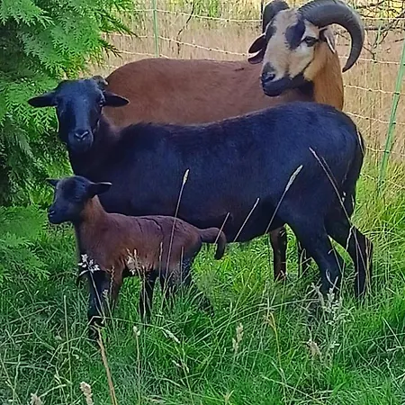 Les Du Galant Le Lever Du Soleil Gasthuis 3*